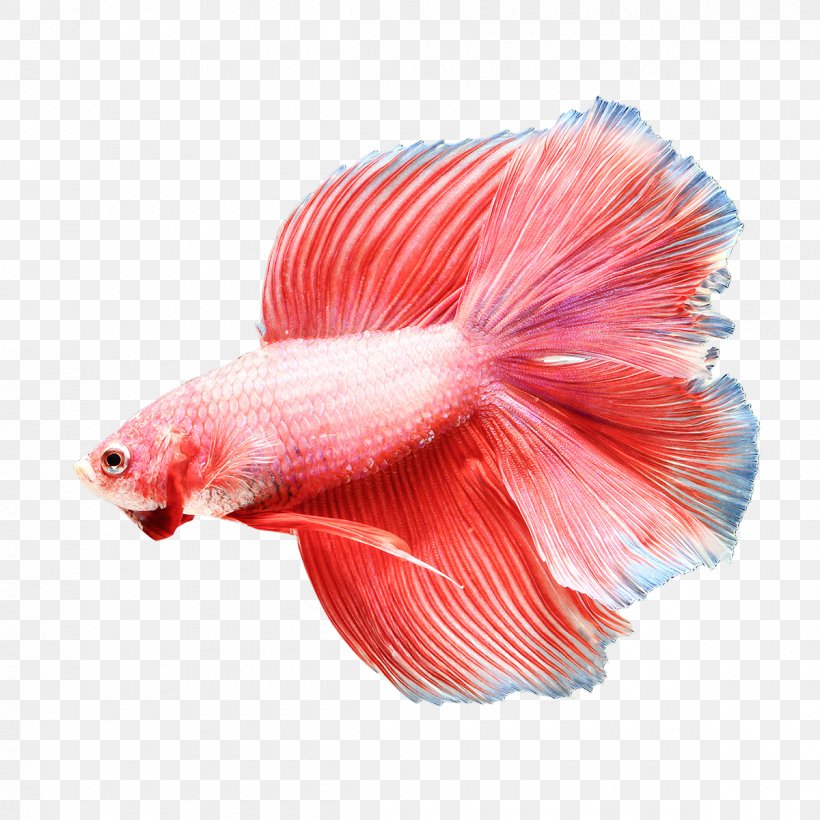 Siamese Fighting Fish Goldfish Aquarium Fish Feed Eating, PNG, 1200x1200px, Siamese Fighting Fish, Aquarium Fish Feed, Color, Eating, Fish Download Free