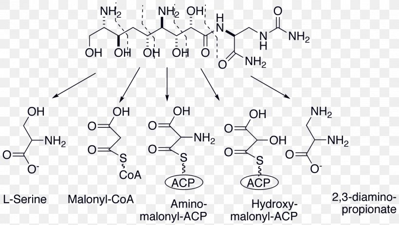 Zwittermicin A Biosynthesis Polyketide Bacillus Cereus Synthase, PNG, 1431x808px, Biosynthesis, Antibiotics, Area, Auto Part, Bacillus Download Free