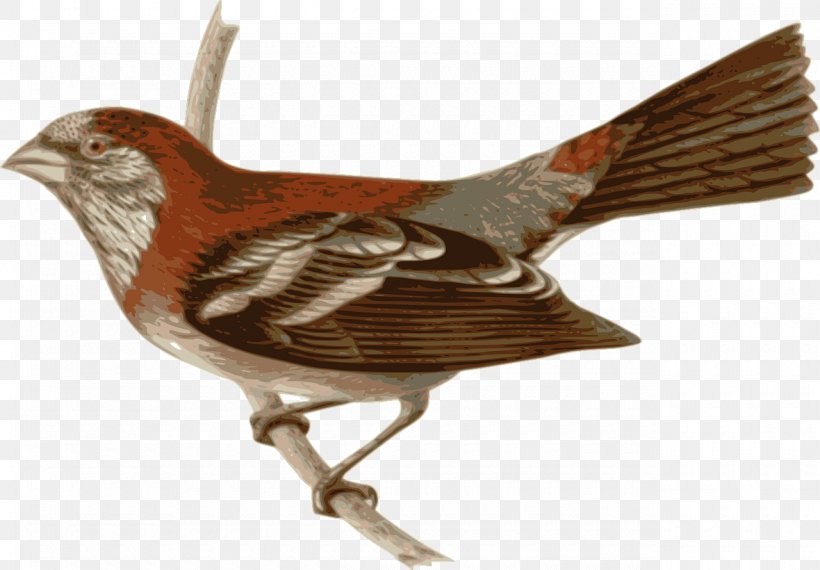 Bird Wren Clip Art, PNG, 1280x890px, Bird, Beak, Fauna, Feather, Lossless Compression Download Free