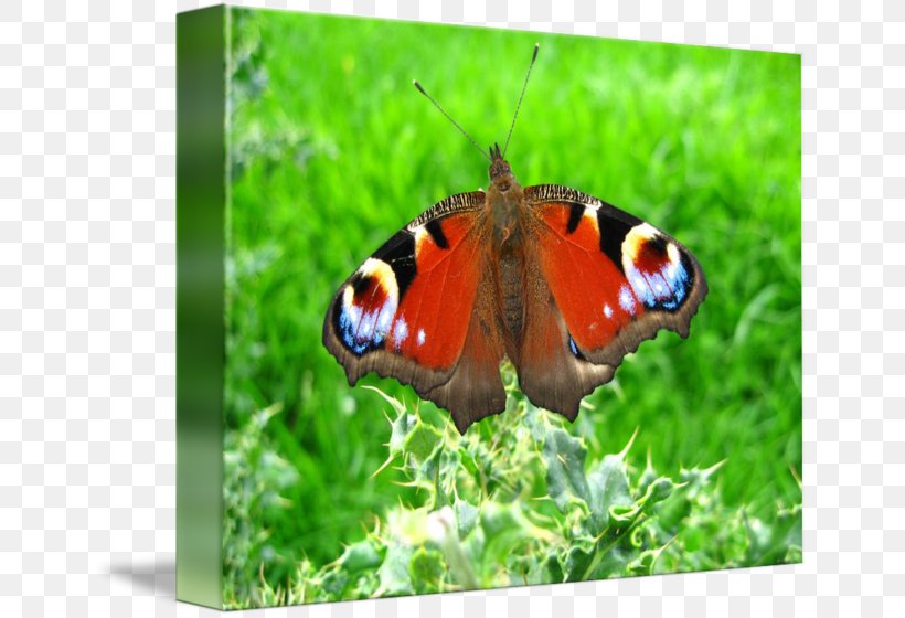 Brush-footed Butterflies Gossamer-winged Butterflies Ecosystem Fauna Lepidoptera, PNG, 650x560px, Brushfooted Butterflies, Arthropod, Brush Footed Butterfly, Butterfly, Ecosystem Download Free