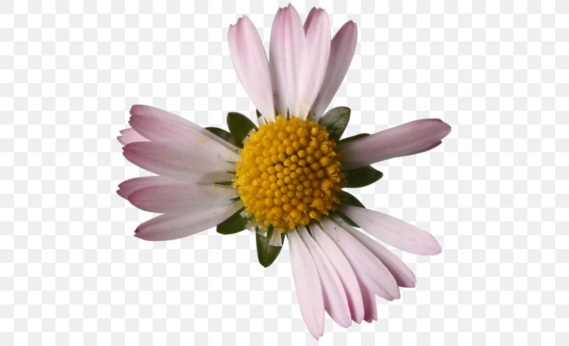 Chrysanthemum Oxeye Daisy Common Daisy Clip Art, PNG, 500x500px, Chrysanthemum, Annual Plant, Argyranthemum Frutescens, Art, Aster Download Free
