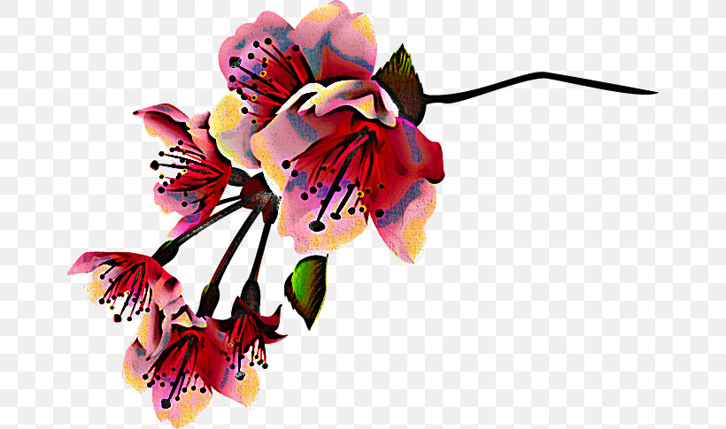 Cut Flowers Flower Pink Plant Petal, PNG, 670x485px, Cut Flowers, Blossom, Flower, Petal, Pink Download Free