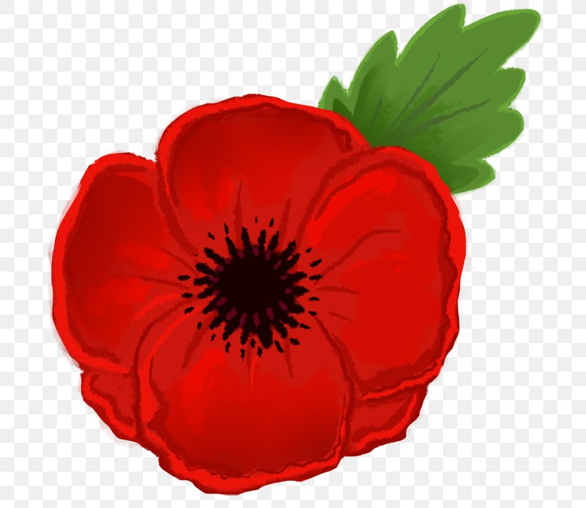 Remembrance Poppy Drawing Flower Clip Art, PNG, 709x711px, Poppy, Armistice Day, Bud, California Poppy, Coquelicot Download Free