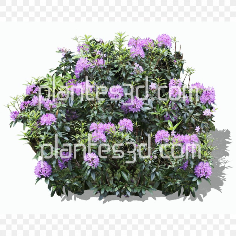 Shrub Flower Rhododendron Treelet, PNG, 1000x1000px, Shrub, Annual Plant, Azalea, Box, Clipping Path Download Free