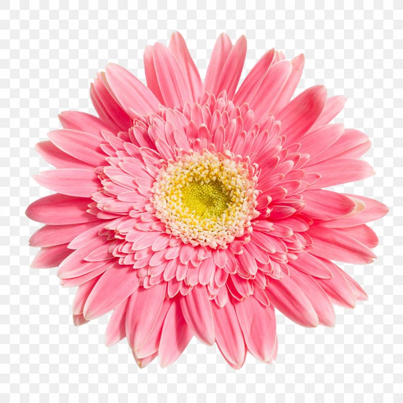 Transvaal Daisy Chrysanthemum Flower, PNG, 1024x1024px, Transvaal Daisy
