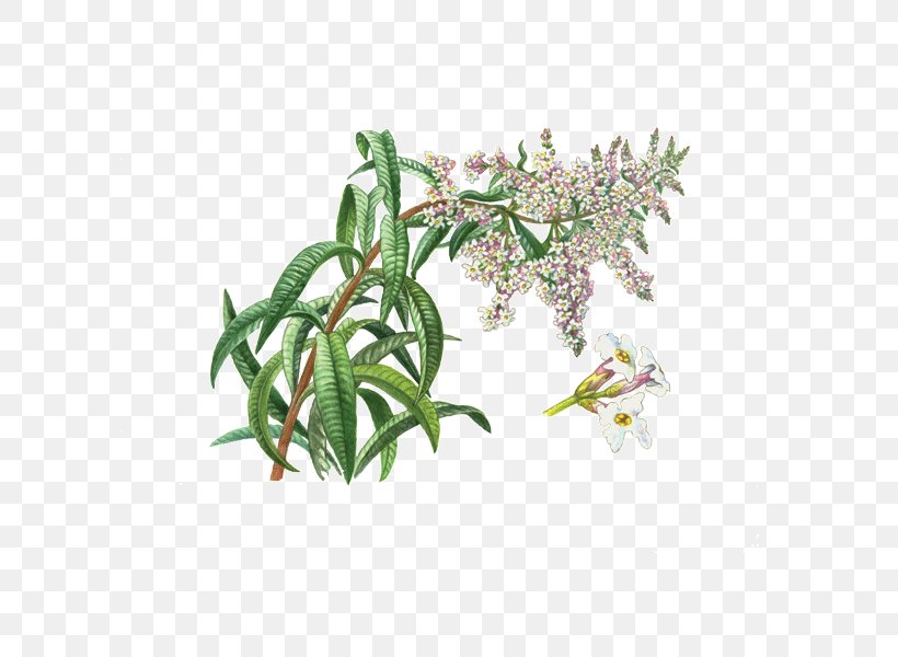 Aloysia Citrodora Herbal Tea Herbal Tea Plant, PNG, 600x600px, Aloysia Citrodora, Aloe Vera, Aloysia, Flower, Flowering Plant Download Free