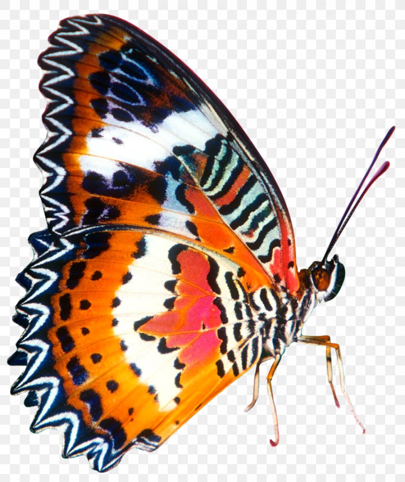 Butterfly Insect Desktop Wallpaper, PNG, 909x1083px, Butterfly, Animal, Arthropod, Brush Footed Butterfly, Butterfly Gardening Download Free