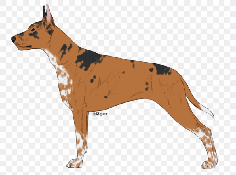 Dog Breed Ibizan Hound Pharaoh Hound Great Dane Kennel, PNG, 1024x763px, Dog Breed, Breed, Carnivoran, Dog, Dog Like Mammal Download Free