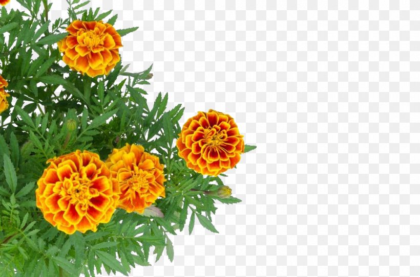 Mexican Marigold Stock Photography, PNG, 1000x662px, Mexican Marigold, Alamy, Annual Plant, Calendula, Floral Design Download Free