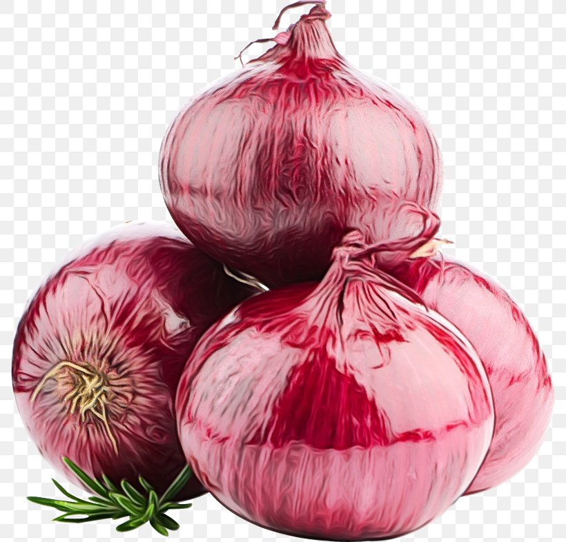 Onion Vegetable Red Onion Plant Allium, PNG, 788x786px, Watercolor, Allium, Amaryllis Family, Flowering Plant, Food Download Free