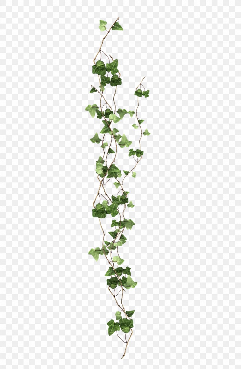 Vine Ivy Plant, PNG, 1046x1600px, Vine, Branch, Flora, Flower, Flowering Plant Download Free