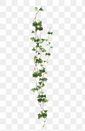 Vine - Vine Ivy Plant PNG