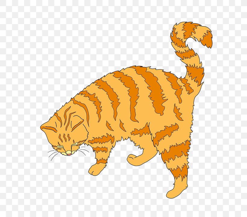 Kitten Whiskers Tiger Tabby Cat Wildcat, PNG, 720x720px, Kitten, Animal, Animal Figure, Big Cats, Carnivoran Download Free
