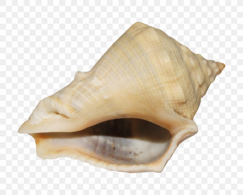 Sea Snail Albom Photography, PNG, 2990x2400px, Sea Snail, Albom, Animal, Author, Clams Oysters Mussels And Scallops Download Free