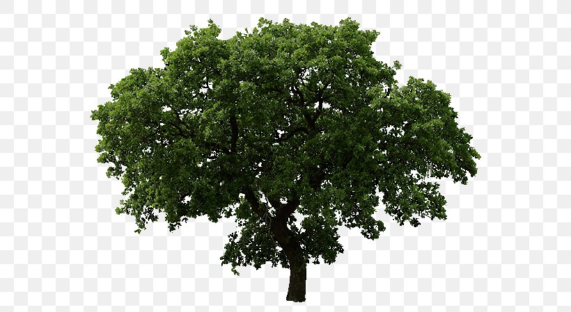 Tree Oak Clip Art, PNG, 600x449px, Tree, Architectural Rendering, Branch, Cottonwood, Fir Download Free