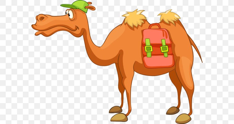 Dromedary Bactrian Camel Vector Graphics Clip Art Royalty-free, PNG, 600x433px, Dromedary, Animal Figure, Arabian Camel, Bactrian Camel, Camel Download Free