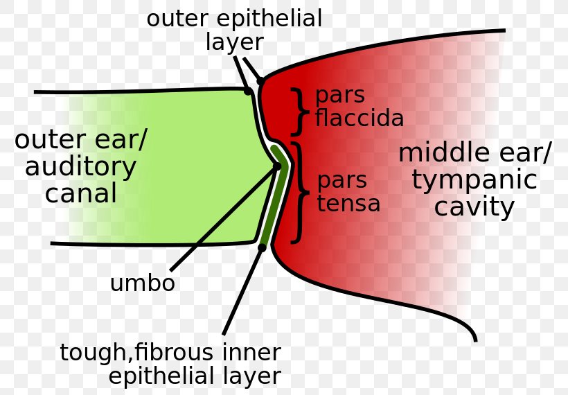 Eardrum Membrane Cochlea Hearing, PNG, 800x570px, Watercolor, Cartoon, Flower, Frame, Heart Download Free
