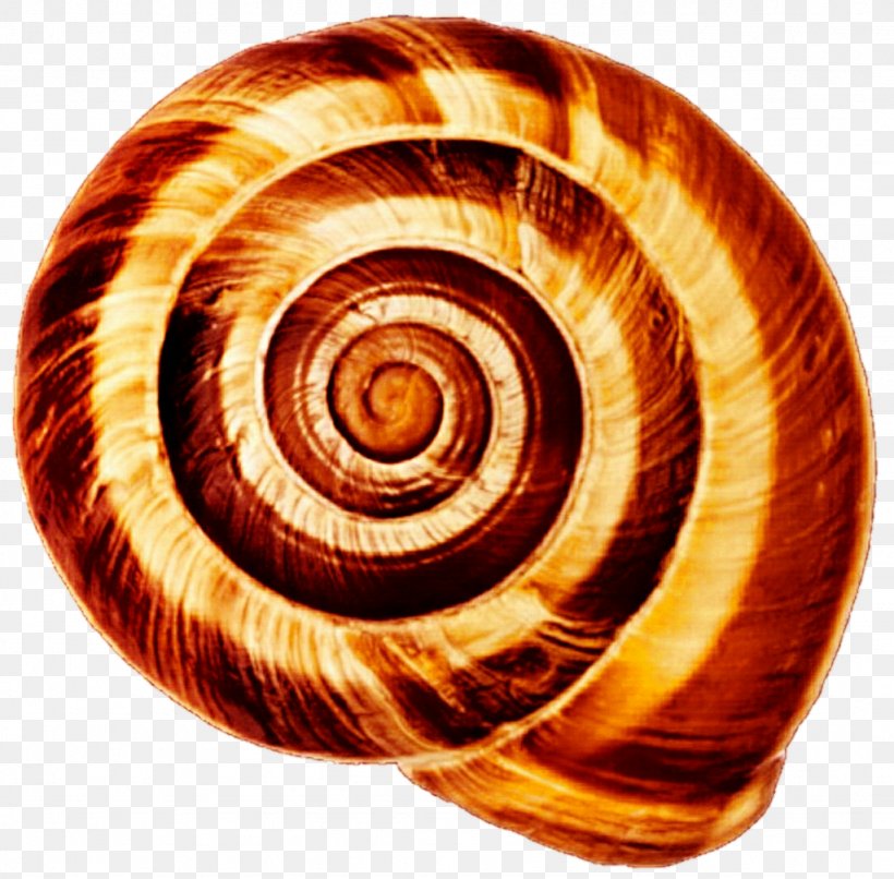 Gastropod Shell Land Snail Seashell Cochlea, PNG, 1024x1007px, Gastropod Shell, Cochlea, Conchology, Cornu Aspersum, Gastropods Download Free