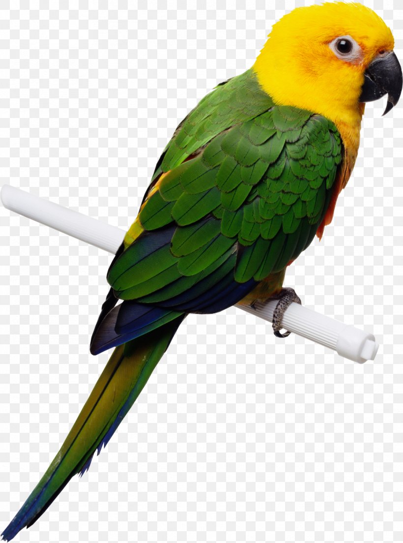 Parrot Cockatiel Budgerigar Bird Domestic Canary, PNG, 1114x1500px, Parrot, Aviary, Beak, Bird, Bird Feeders Download Free