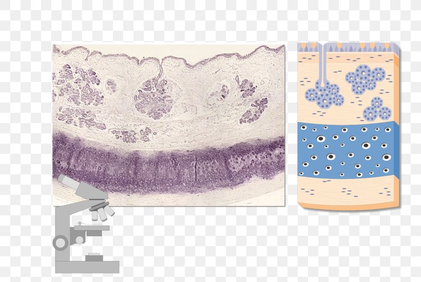 Trachea Adventitia Micrograph Mucous Membrane Esophagus, PNG, 770x550px, Watercolor, Cartoon, Flower, Frame, Heart Download Free