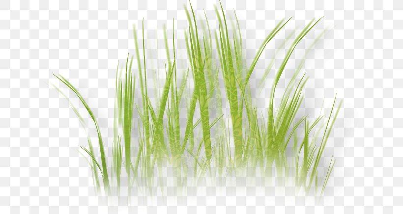 Herbaceous Plant Lawn Flower Clip Art, PNG, 650x436px, Herbaceous Plant, Chrysopogon Zizanioides, Commodity, Dandelion, Digital Image Download Free