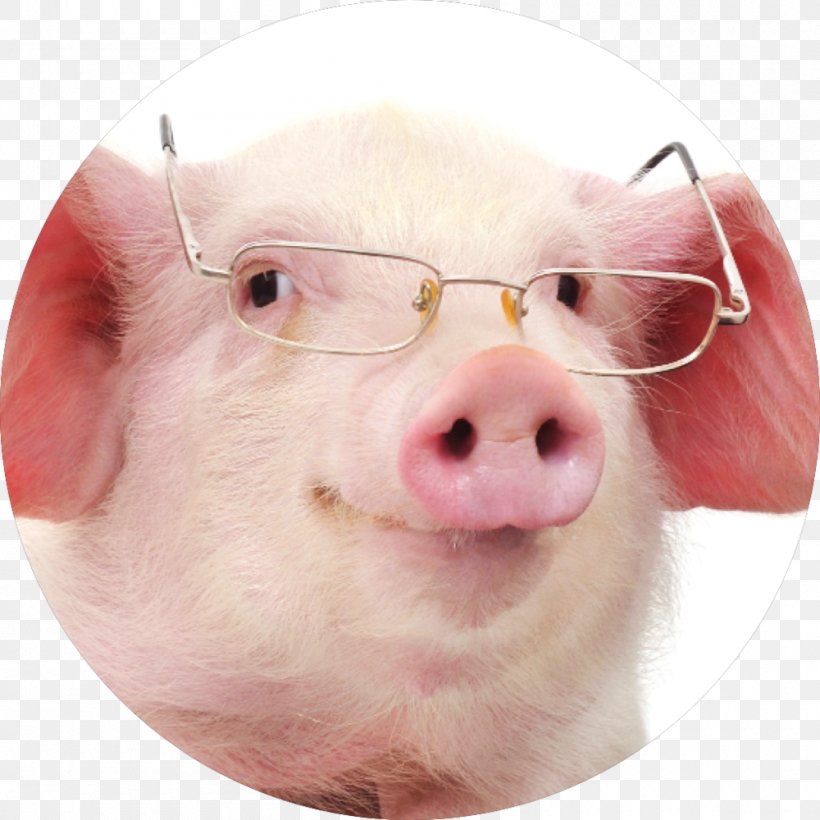 Miniature Pig Stock Photography Glasses Clip Art, PNG, 1000x1000px, Pig, Animal, Domestic Pig, Eyewear, Fotosearch Download Free