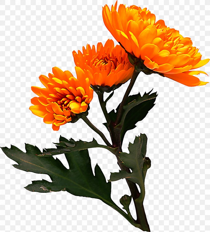 Orange, PNG, 1085x1200px, Flower, Calendula, Cut Flowers, English Marigold, Flowering Plant Download Free