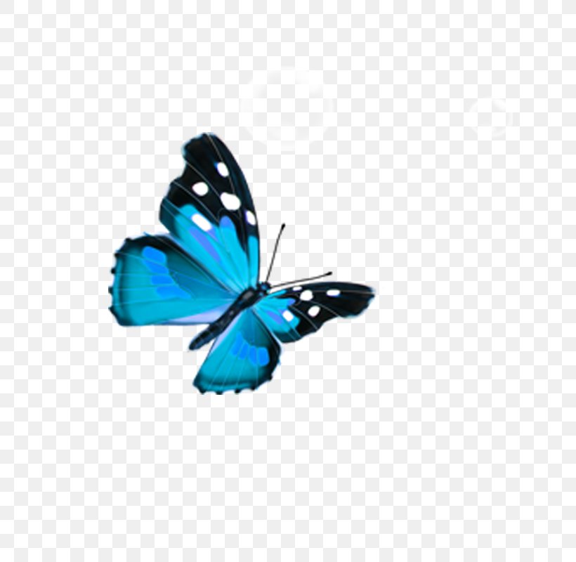 Butterfly Blue, PNG, 800x800px, Butterfly, Blue, Brush Footed Butterfly, Butterflies And Moths, Color Download Free