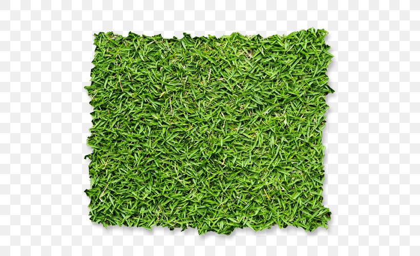 Fence Garden Green Wall Lawn Hedge, PNG, 500x500px, Fence, Box, Carpet, Garden, Gardening Download Free