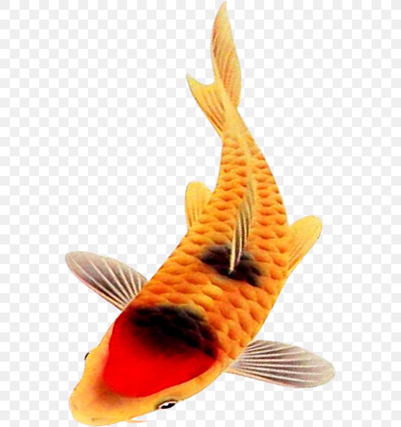 Fish, PNG, 559x874px, Fish, Orange Download Free