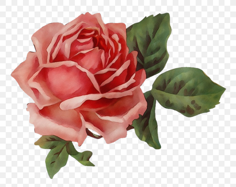 Garden Roses, PNG, 800x651px, Watercolor, Cabbage Rose, Cut Flowers, Facial, Floral Design Download Free