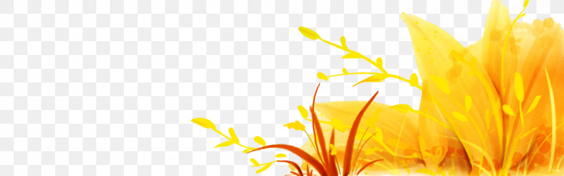 Orange, PNG, 1000x313px, Yellow, Flower, Orange, Plant Download Free