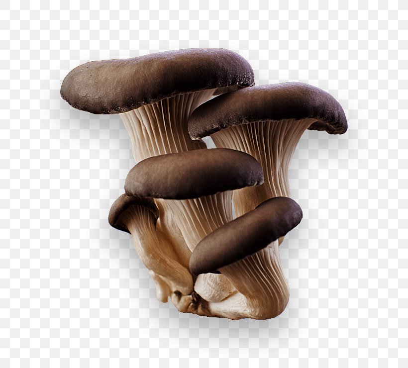 Oyster Mushroom Pleurotus Eryngii, PNG, 740x740px, Oyster Mushroom, Common Mushroom, Cream Of Mushroom Soup, Edible Mushroom, Flavor Download Free