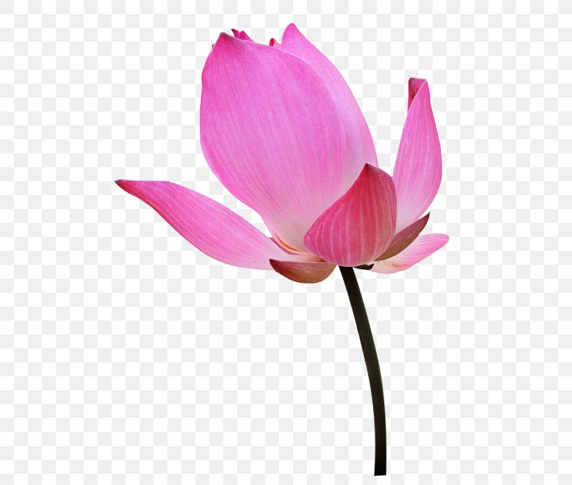 Tiff, PNG, 500x696px, Nelumbo Nucifera, Aquatic Plant, Bud, Cut Flowers, Cyclamen Download Free