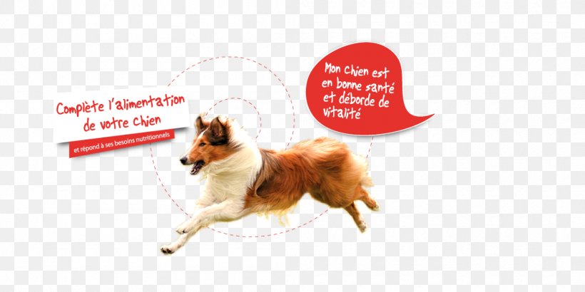 Dog Breed Advertising Leash Snout, PNG, 1050x525px, Dog Breed, Advertising, Breed, Dog, Dog Like Mammal Download Free
