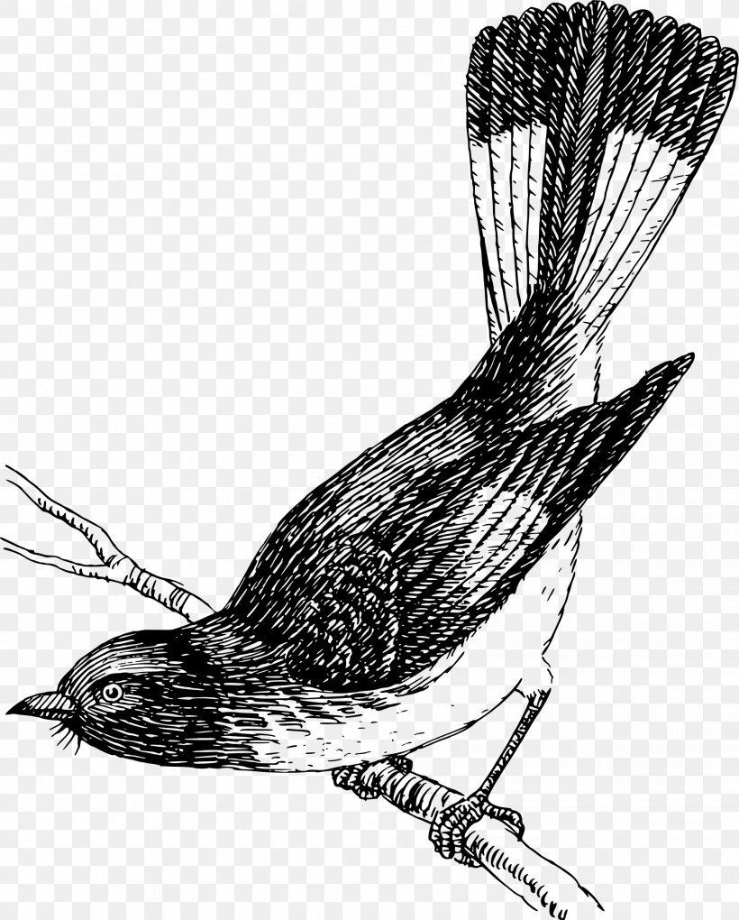Drawing Clip Art, PNG, 1928x2400px, Drawing, Animal, Art, Beak, Bird Download Free