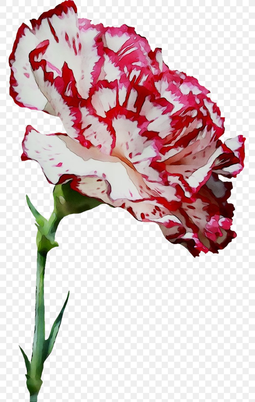 Flower May Devotions To The Blessed Virgin Mary Saint Virtue, PNG, 763x1289px, Flower, Blessed, Botany, Carnation, Caryophyllales Download Free