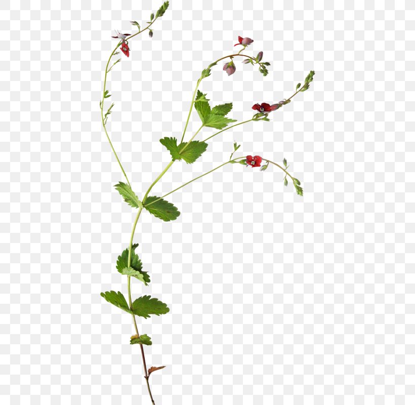 Flower Plant Botany Vine, PNG, 426x800px, Flower, Botanical Illustration, Botany, Branch, Bud Download Free
