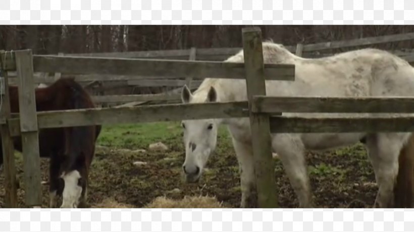 Mare Mustang Foal Stallion Horse Harnesses, PNG, 1200x675px, Mare, Cattle, Farm, Fauna, Foal Download Free
