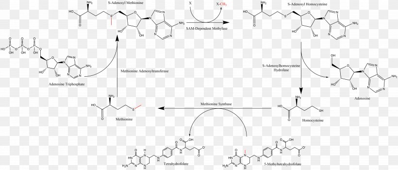 S-Adenosyl Methionine Adenosine Triphosphate Homocysteine Adenosylmethionine Decarboxylase, PNG, 5426x2318px, Sadenosyl Methionine, Adenosine, Adenosine Triphosphate, Amino Acid, Area Download Free