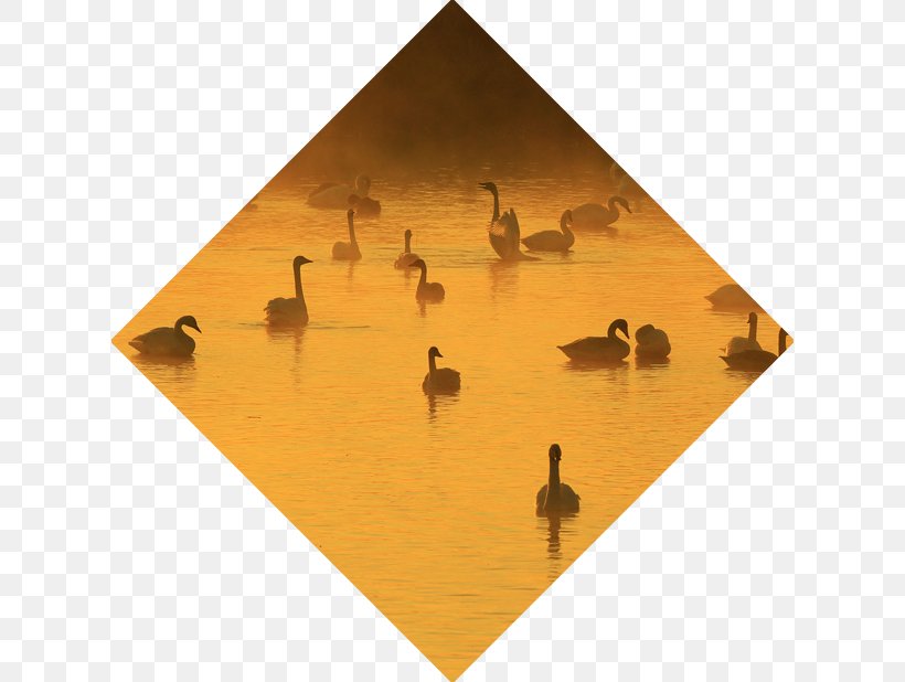 Tōhoku Region Bird, PNG, 618x618px, Bird, Ducks Geese And Swans, Water Bird Download Free