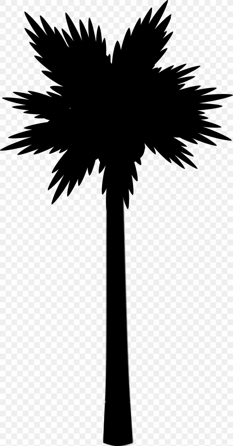 Asian Palmyra Palm Image Palm Trees, PNG, 1258x2400px, Asian Palmyra Palm, Arecales, Art, Beach, Blackandwhite Download Free