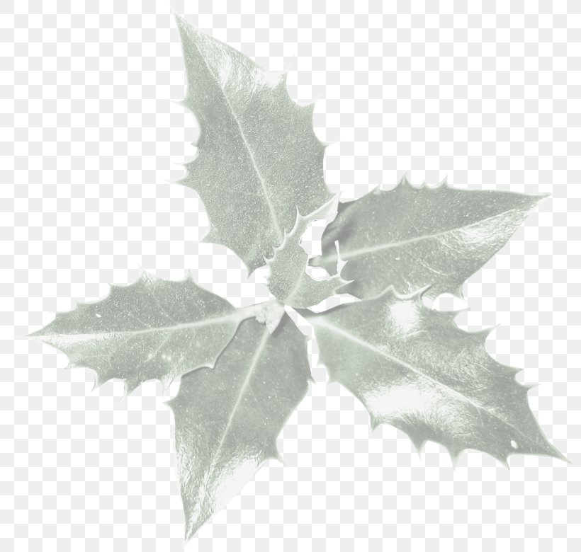 Background Family Day, PNG, 800x780px, Leaf, Aquifoliales, Black Maple, Blackandwhite, Branch Download Free