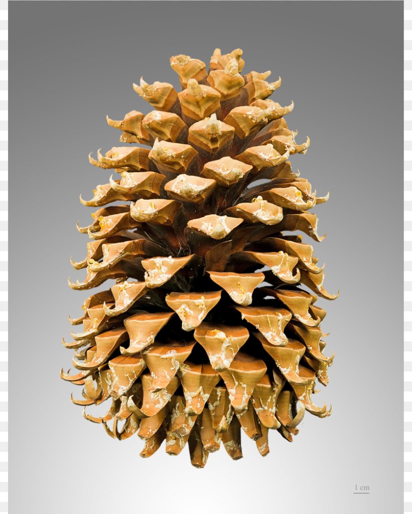 Coulter Pine Pinus Contorta Fir Conifer Cone Pinus Radiata, PNG, 788x1024px, Coulter Pine, Botany, Cone, Conifer Cone, Conifers Download Free