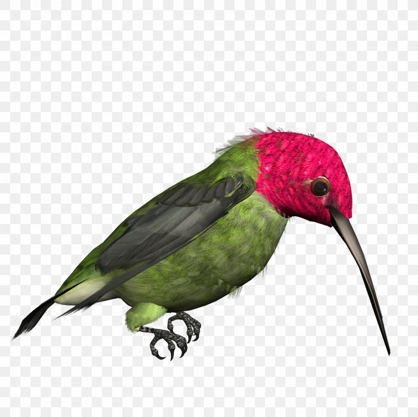 Hummingbird Clip Art, PNG, 1600x1600px, Hummingbird, Beak, Bird, Broadtailed Hummingbird, Display Resolution Download Free