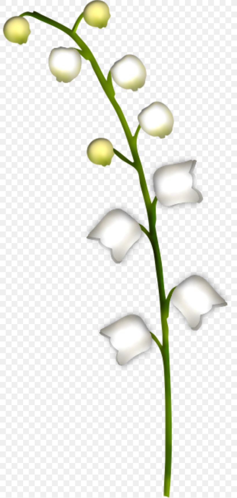 Lily Of The Valley Cut Flowers Plante Toxique Raceme, PNG, 800x1721px, Lily Of The Valley, Blume, Branch, Convallaria, Cut Flowers Download Free