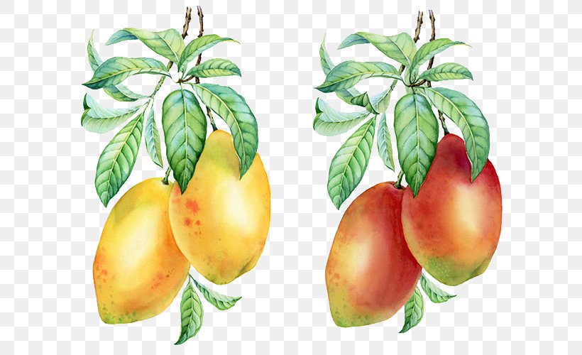 Mango Pudding Auglis, PNG, 681x500px, Mango Pudding, Apple, Auglis, Citrus, Color Download Free