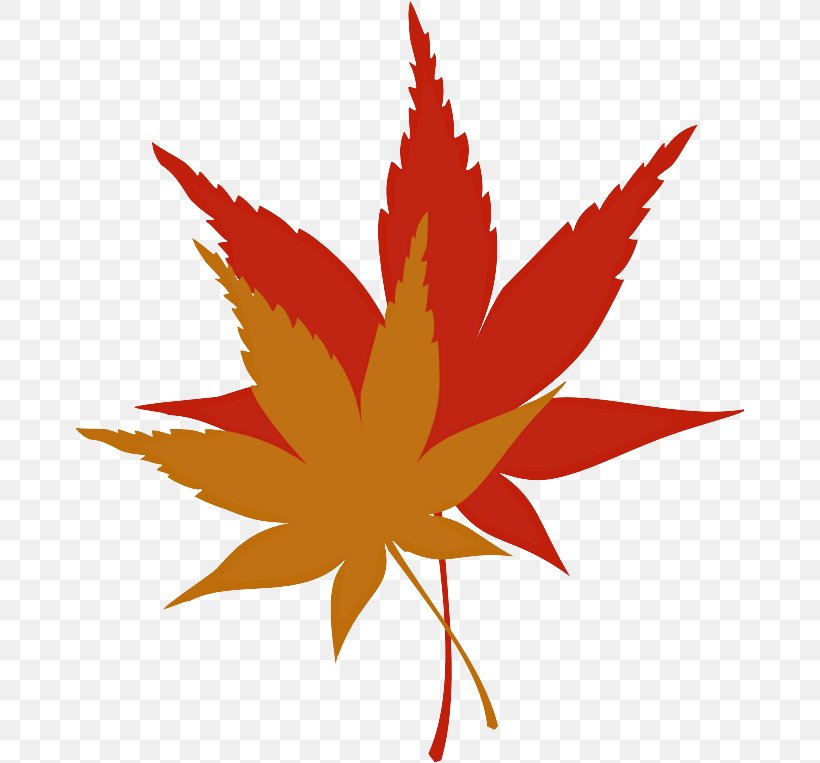 Maple Leaf, PNG, 670x763px, Leaf, Flowering Plant, Hemp Family, Maple Leaf, Plant Download Free