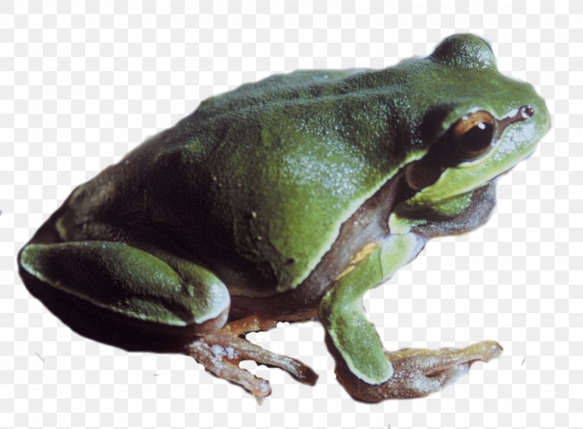 True Frog, PNG, 2314x1704px, Frog, Amphibian, Display Resolution, Fauna, Image File Formats Download Free