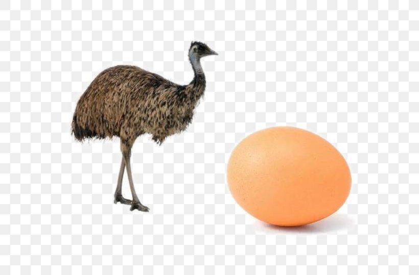 Common Ostrich Bird Emu Cassowary Duck, PNG, 629x539px, Common Ostrich, Animal, Beak, Bird, Bird Egg Download Free